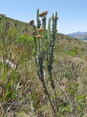 Syncarpha milleflora