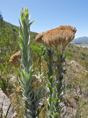 Syncarpha milleflora
