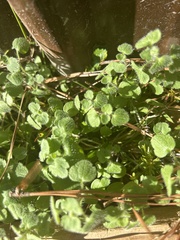 Veronica hederifolia