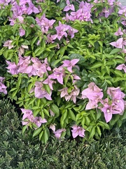 Bougainvillea glabra