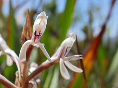 Satyrium longicolle