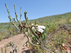 Erica pectinifolia