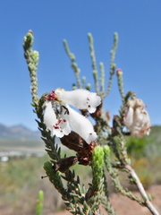 Erica pectinifolia