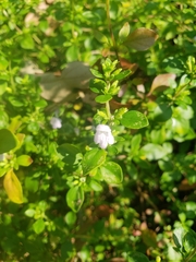 Clinopodium carolinianum