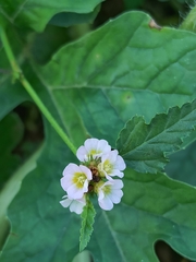 Melochia corchorifolia