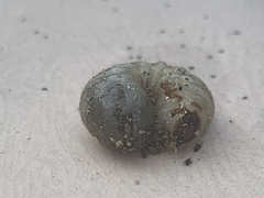 Pentodontini