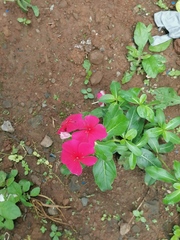 Catharanthus roseus image