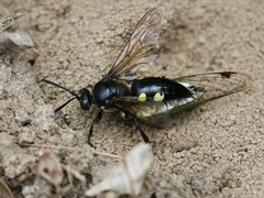 Sphecius spectabilis