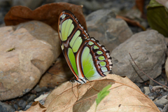 Philaethria dido