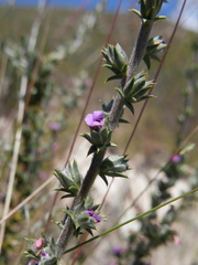 Muraltia squarrosa