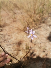 Cyanella