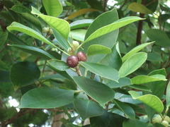 Ficus microcarpa
