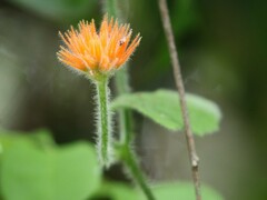 Gurania tricuspidata