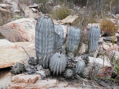 Euphorbia polygona