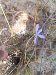 Thereianthus spicatus