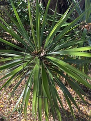 Yucca aloifolia