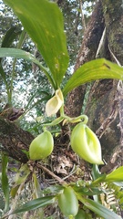 Cycnoches