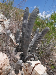 Euphorbia polygona