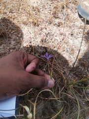 Thereianthus spicatus