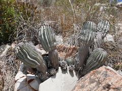 Euphorbia polygona