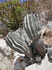 Euphorbia polygona