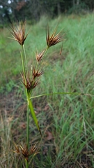 Rhynchospora macrostachya