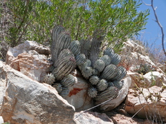 Euphorbia polygona