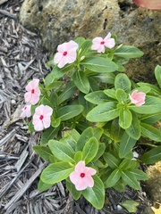Catharanthus roseus
