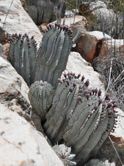 Euphorbia polygona