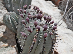 Euphorbia polygona