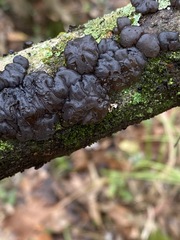 Exidia