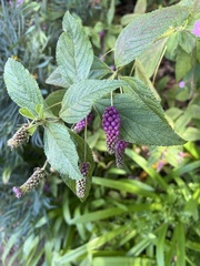 Lantana montevidensis