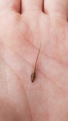 Rhynchospora macrostachya