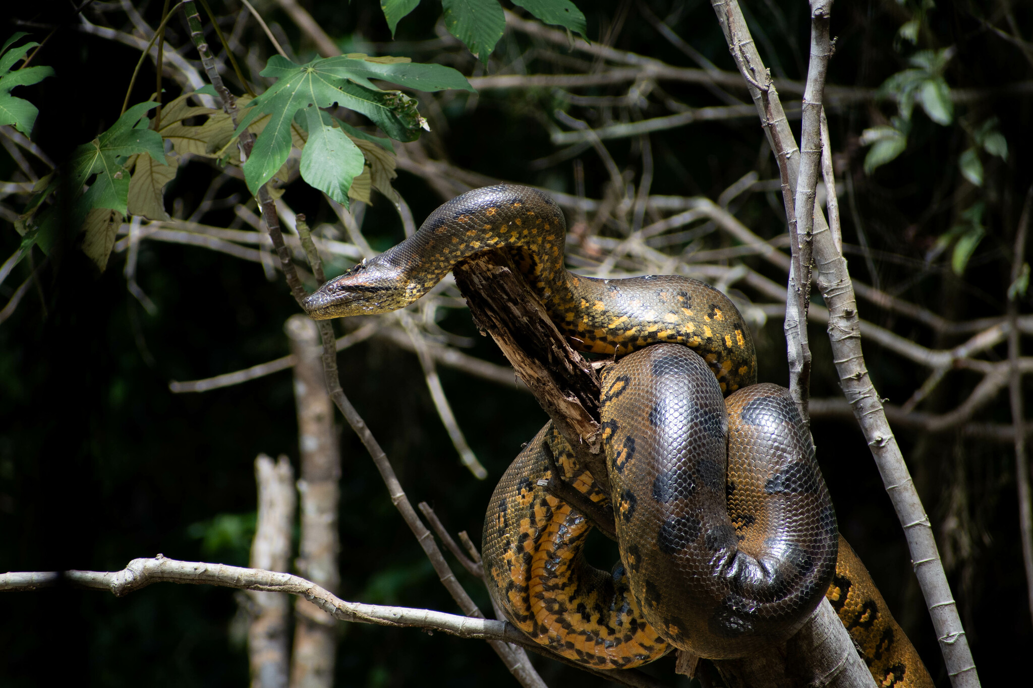 Green anaconda