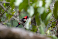 Ramphocelus nigrogularis