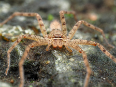 Heteropoda venatoria