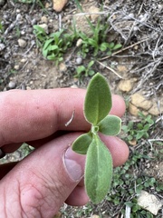 Osteospermum calendulaceum