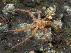 Heteropoda venatoria