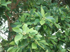 Ficus microcarpa