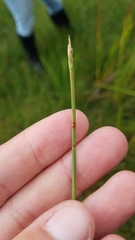 Eleocharis robbinsii