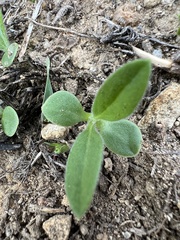 Osteospermum calendulaceum