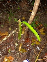 Acanthocereus tetragonus