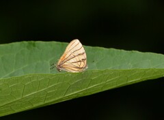 Arawacus meliboeus
