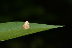 Arawacus meliboeus