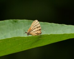 Arawacus meliboeus