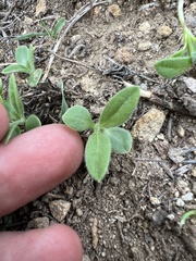 Osteospermum calendulaceum