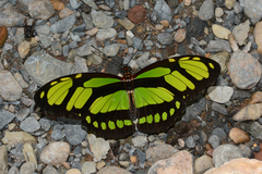 Philaethria dido