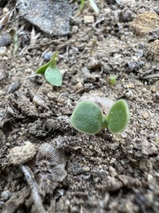 Osteospermum calendulaceum