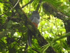Trogon melanurus