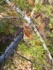 Ulmus alata